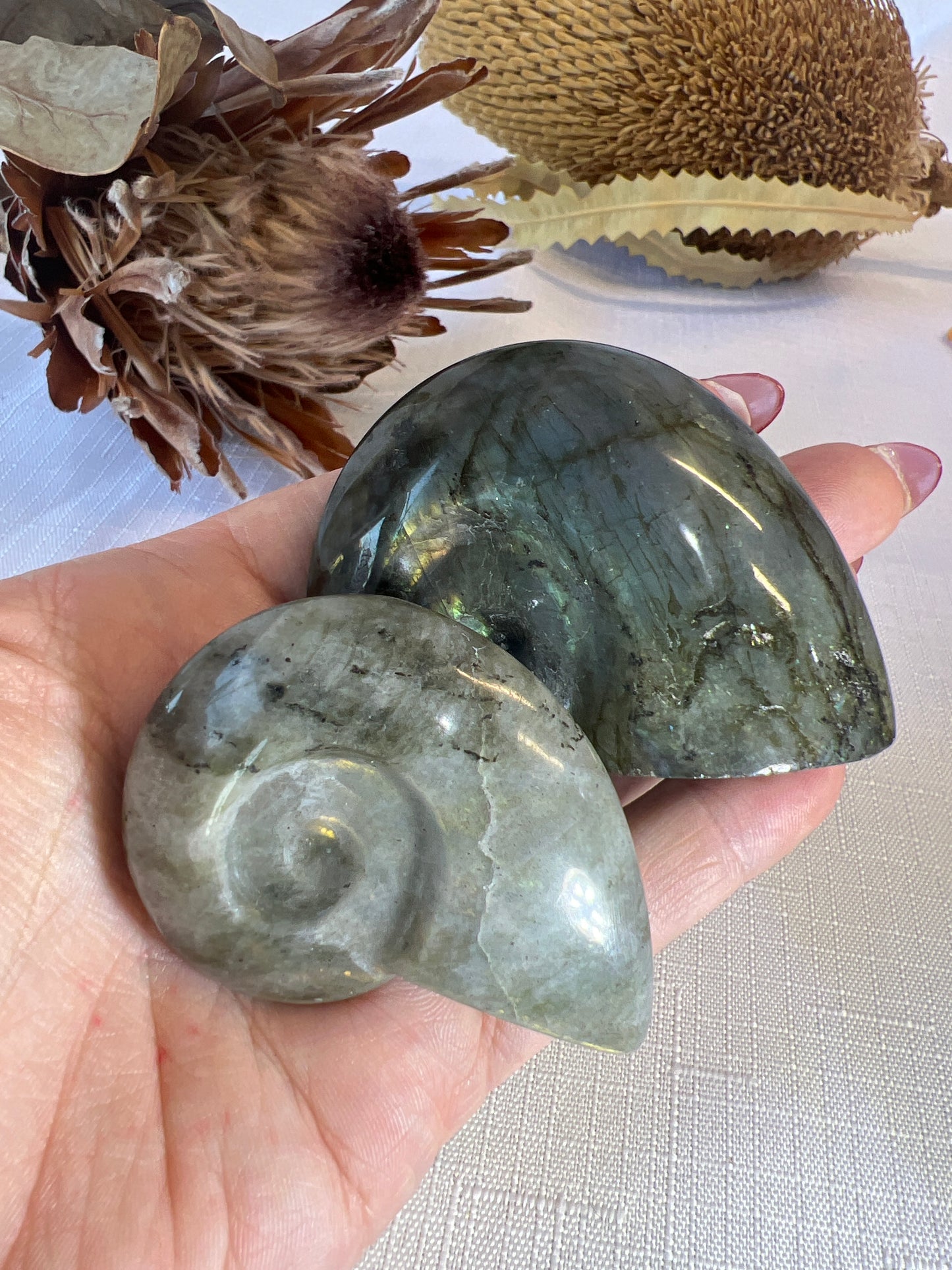 Labradorite Shell Carving