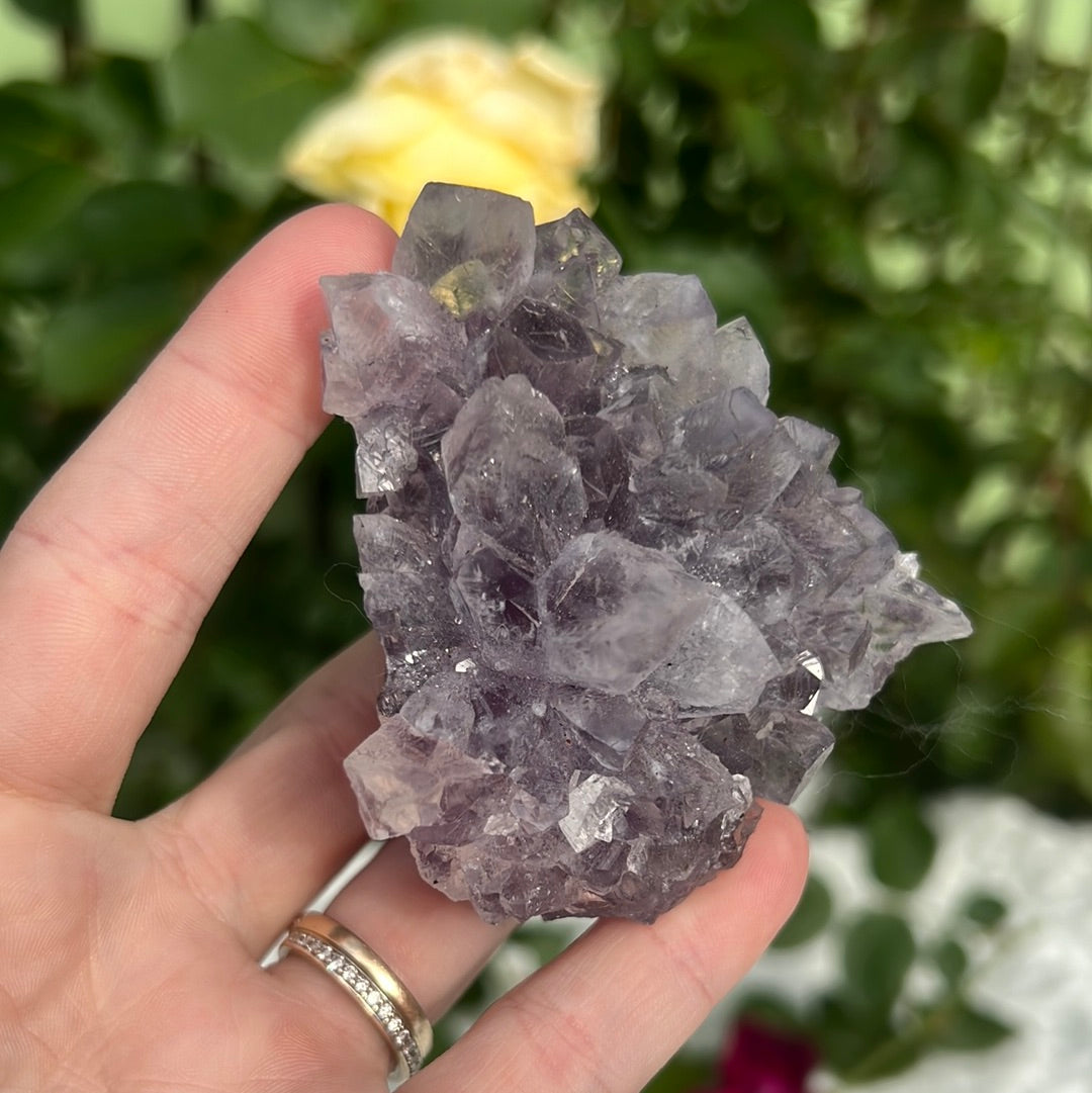 Amethyst cluster