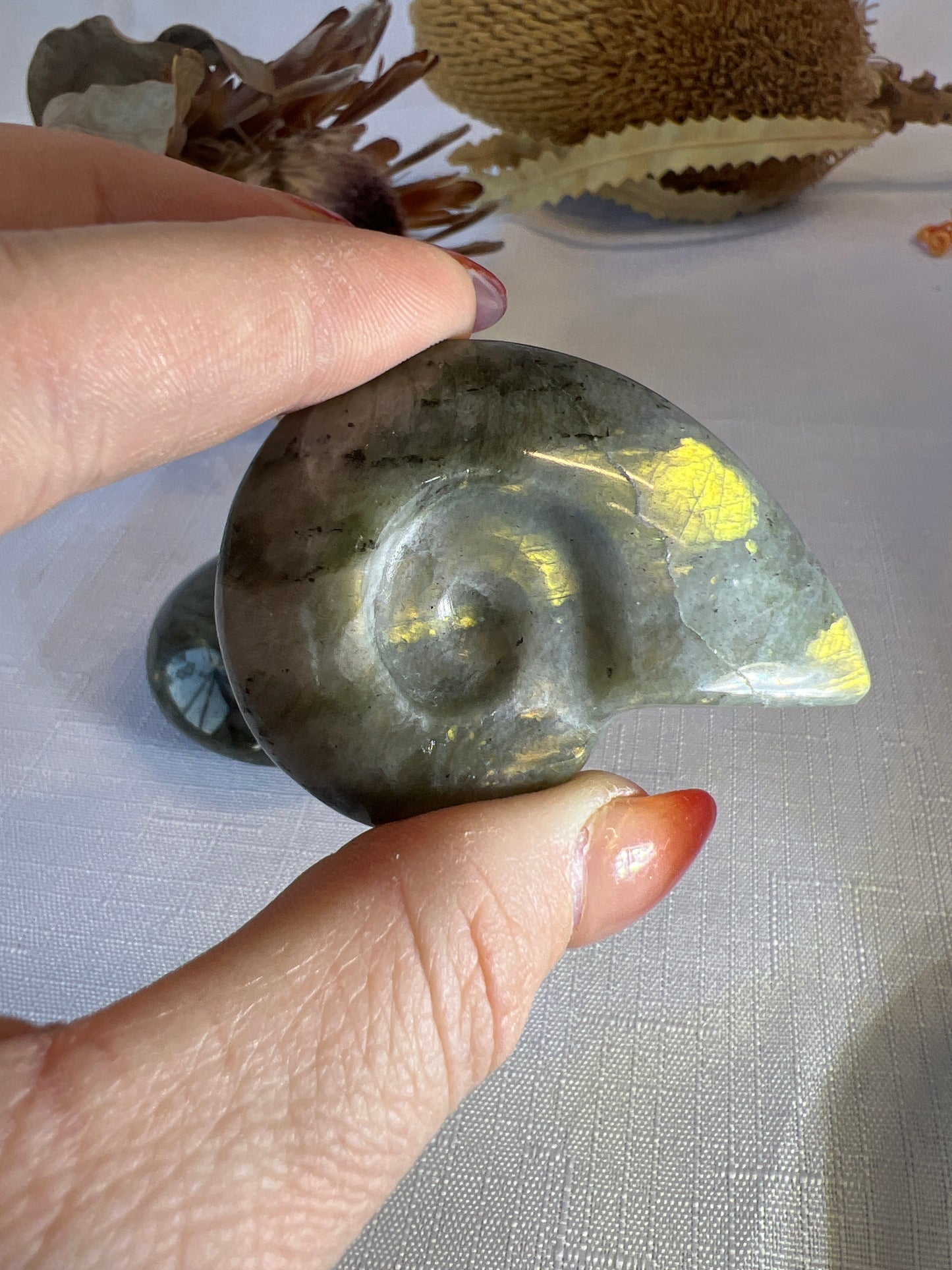 Labradorite Shell Carving