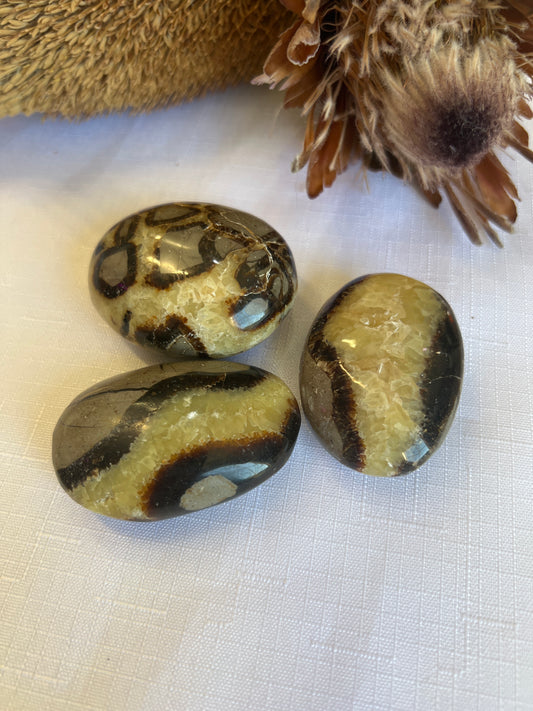 Septarian Palm Stone