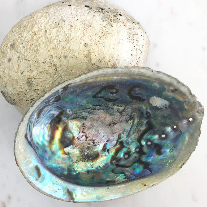 Abalone Shell Bowl - Natural/Unpolished